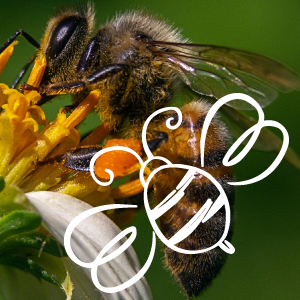 Abeja polinizando una flor