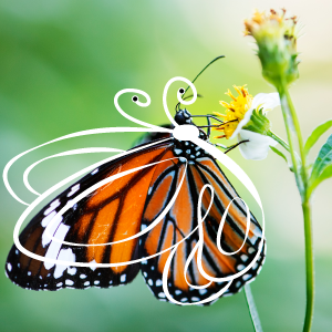 Mariposa